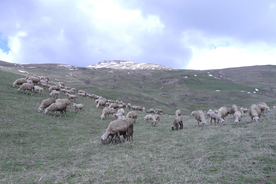 Copyright: Andres Eberhard